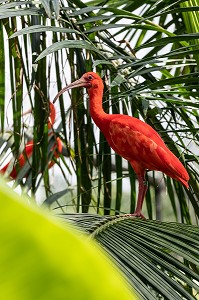 IBIS ROUGE, ZOO DE GUYANE, MACOURIA, GUYANE FRANCAISE, DEPARTEMENT-REGION D'OUTRE-MER, AMERIQUE DU SUD, FRANCE 