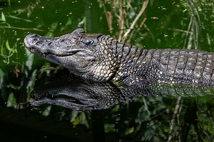 CAIMAN NOIR, ZOO DE GUYANE, MACOURIA, GUYANE FRANCAISE, DEPARTEMENT-REGION D'OUTRE-MER, AMERIQUE DU SUD, FRANCE 