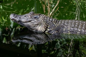 CAIMAN NOIR, ZOO DE GUYANE, MACOURIA, GUYANE FRANCAISE, DEPARTEMENT-REGION D'OUTRE-MER, AMERIQUE DU SUD, FRANCE 