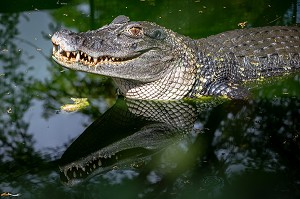 CAIMAN NOIR, ZOO DE GUYANE, MACOURIA, GUYANE FRANCAISE, DEPARTEMENT-REGION D'OUTRE-MER, AMERIQUE DU SUD, FRANCE 