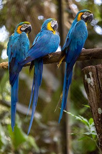 ARA ARARAUNA BLEU ET OR, ZOO DE GUYANE, MACOURIA, GUYANE FRANCAISE, DEPARTEMENT-REGION D'OUTRE-MER, AMERIQUE DU SUD, FRANCE 