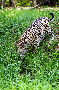 JAGUAR MALE TACHETTE, ZOO DE GUYANE, MACOURIA, GUYANE FRANCAISE, DEPARTEMENT-REGION D'OUTRE-MER, AMERIQUE DU SUD, FRANCE 