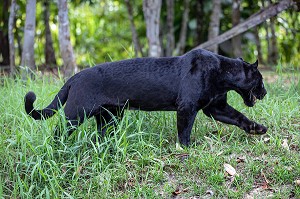 JAGUAR, FEMELLE NOIRE, ZOO DE GUYANE, MACOURIA, GUYANE FRANCAISE, DEPARTEMENT-REGION D'OUTRE-MER, AMERIQUE DU SUD, FRANCE 