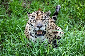 JAGUAR MALE TACHETTE, ZOO DE GUYANE, MACOURIA, GUYANE FRANCAISE, DEPARTEMENT-REGION D'OUTRE-MER, AMERIQUE DU SUD, FRANCE 