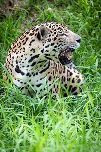 JAGUAR MALE TACHETTE, ZOO DE GUYANE, MACOURIA, GUYANE FRANCAISE, DEPARTEMENT-REGION D'OUTRE-MER, AMERIQUE DU SUD, FRANCE 