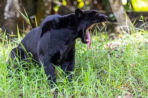 JAGUAR, FEMELLE NOIRE, ZOO DE GUYANE, MACOURIA, GUYANE FRANCAISE, DEPARTEMENT-REGION D'OUTRE-MER, AMERIQUE DU SUD, FRANCE 