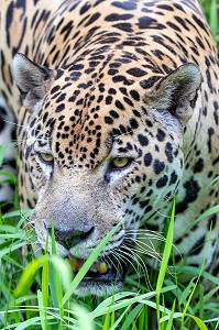 JAGUAR MALE TACHETE, ZOO DE GUYANE, MACOURIA, GUYANE FRANCAISE, DEPARTEMENT-REGION D'OUTRE-MER, AMERIQUE DU SUD, FRANCE 