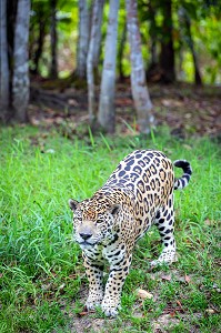 JAGUAR MALE TACHETTE, ZOO DE GUYANE, MACOURIA, GUYANE FRANCAISE, DEPARTEMENT-REGION D'OUTRE-MER, AMERIQUE DU SUD, FRANCE 