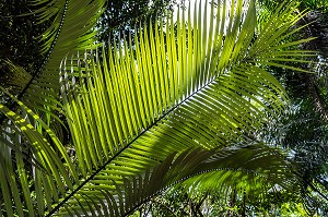 GRANDES FOUGERES DANS LA FORET PRIMAIRE, ZOO DE GUYANE, MACOURIA, GUYANE FRANCAISE, DEPARTEMENT-REGION D'OUTRE-MER, AMERIQUE DU SUD, FRANCE 