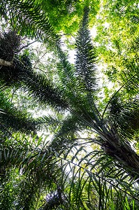 GRANDES FOUGERES DANS LA FORET PRIMAIRE, ZOO DE GUYANE, MACOURIA, GUYANE FRANCAISE, DEPARTEMENT-REGION D'OUTRE-MER, AMERIQUE DU SUD, FRANCE 