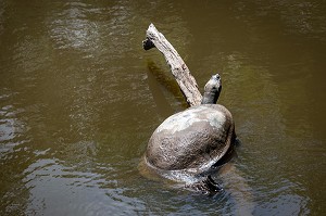 TORTUE D'EAU DOUCE, ZOO DE GUYANE, MACOURIA, GUYANE FRANCAISE, DEPARTEMENT-REGION D'OUTRE-MER, AMERIQUE DU SUD, FRANCE 