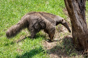 TAMANOIR OU FOURMILIER GEANT, ZOO DE GUYANE, MACOURIA, GUYANE FRANCAISE, DEPARTEMENT-REGION D'OUTRE-MER, AMERIQUE DU SUD, FRANCE 