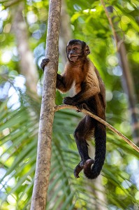 APELLE OU SAJOU NOIR, SINGE CAPUCIN A HOUPPE NOIRE, ZOO DE GUYANE, MACOURIA, GUYANE FRANCAISE, DEPARTEMENT-REGION D'OUTRE-MER, AMERIQUE DU SUD, FRANCE 