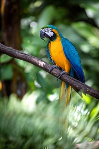 ARA ARARAUNA BLEU ET OR, ZOO DE GUYANE, MACOURIA, GUYANE FRANCAISE, DEPARTEMENT-REGION D'OUTRE-MER, AMERIQUE DU SUD, FRANCE 