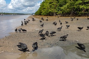 URUBU NOIR (RAPACE DE LA FAMILLE DES VAUTOURS), EMBARCADERE DU MARCHE AUX POISSONS, KOUROU, GUYANE FRANCAISE, DEPARTEMENT-REGION D'OUTRE-MER, AMERIQUE DU SUD, FRANCE 