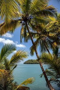 PLAGE ET PALMIERS DE L'ILE SAINT-JOSEPH ABRITANT L'ANCIEN BAGNE, ILE DU SALUT, KOUROU, GUYANE FRANCAISE, DEPARTEMENT-REGION D'OUTRE-MER, AMERIQUE DU SUD, FRANCE 