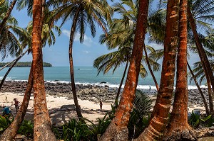 PLAGE ET PALMIERS DE L'ILE SAINT-JOSEPH ABRITANT L'ANCIEN BAGNE, ILE DU SALUT, KOUROU, GUYANE FRANCAISE, DEPARTEMENT-REGION D'OUTRE-MER, AMERIQUE DU SUD, FRANCE 