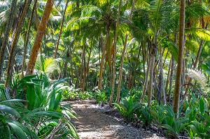 PALMIERS DE L'ILE SAINT-JOSEPH ABRITANT L'ANCIEN BAGNE, ILE DU SALUT, KOUROU, GUYANE FRANCAISE, DEPARTEMENT-REGION D'OUTRE-MER, AMERIQUE DU SUD, FRANCE 