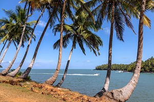 PLAGE ET PALMIERS DE L'ILE ROYALE ABRITANT L'ANCIEN BAGNE, ILE DU SALUT, KOUROU, GUYANE FRANCAISE, DEPARTEMENT-REGION D'OUTRE-MER, AMERIQUE DU SUD, FRANCE 