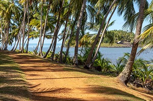 PLAGE ET PALMIERS DE L'ILE ROYALE ABRITANT L'ANCIEN BAGNE, ILE DU SALUT, KOUROU, GUYANE FRANCAISE, DEPARTEMENT-REGION D'OUTRE-MER, AMERIQUE DU SUD, FRANCE 