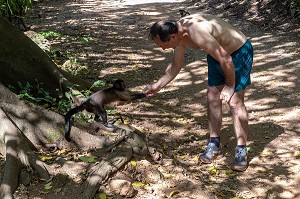 SINGES CAPUCIN BRUN, ILE DU SALUT, KOUROU, GUYANE FRANCAISE, DEPARTEMENT-REGION D'OUTRE-MER, AMERIQUE DU SUD, FRANCE 