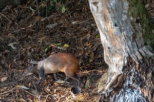 AGOUTI, RONGEUR GUYANAIS, ILE ROYALE, ILE DU SALUT, KOUROU, GUYANE FRANCAISE, DEPARTEMENT-REGION D'OUTRE-MER, AMERIQUE DU SUD, FRANCE 