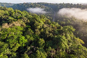 VUE SUR LA CANOPEE DE LA FORET AMAZONIENNE, ENTRE REGINA ET CACAO, GUYANE FRANCAISE, DEPARTEMENT-REGION D'OUTRE-MER, AMERIQUE DU SUD, FRANCE 