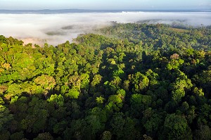 VUE SUR LA CANOPEE DE LA FORET AMAZONIENNE, ENTRE REGINA ET CACAO, GUYANE FRANCAISE, DEPARTEMENT-REGION D'OUTRE-MER, AMERIQUE DU SUD, FRANCE 