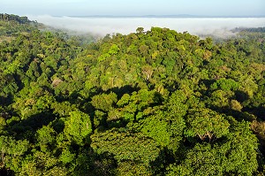 VUE SUR LA CANOPEE DE LA FORET AMAZONIENNE, REGION DE CACAO, GUYANE FRANCAISE, DEPARTEMENT-REGION D'OUTRE-MER, AMERIQUE DU SUD, FRANCE 
