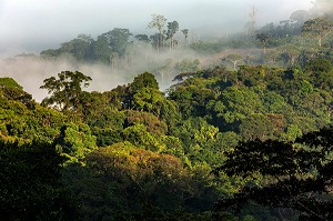 VUE SUR LA CANOPEE DE LA FORET AMAZONIENNE, REGION DE CACAO, GUYANE FRANCAISE, DEPARTEMENT-REGION D'OUTRE-MER, AMERIQUE DU SUD, FRANCE 