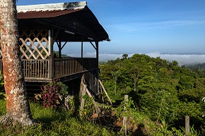 VUE SUR LA CANOPEE DE LA FORET AMAZONIENNE, ENTRE REGINA ET CACAO, GUYANE FRANCAISE, DEPARTEMENT-REGION D'OUTRE-MER, AMERIQUE DU SUD, FRANCE 