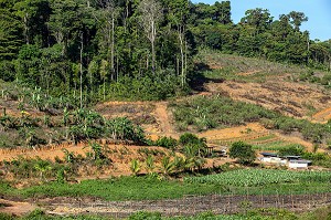 PLANTATION MARAICHERE AU COEUR DE LA FORET AMAZONIENNE PAR LES AGRICULTEURS HMONGS, CACAO, GUYANE FRANCAISE, DEPARTEMENT-REGION D'OUTRE-MER, AMERIQUE DU SUD, FRANCE 