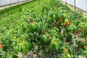 PIMENTS ET PERSILS, PLANTATION MARAICHERE PAR LES AGRICULTEURS HMONGS, CACAO, GUYANE FRANCAISE, DEPARTEMENT-REGION D'OUTRE-MER, AMERIQUE DU SUD, FRANCE 