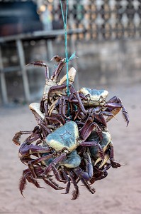 CRABES BLEUS PECHES DANS LA MANGROVE, MANA, GUYANE FRANCAISE, DEPARTEMENT-REGION D'OUTRE-MER, AMERIQUE DU SUD, FRANCE 