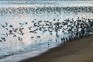 VOL COMPACT DE BECASSEAUX MIGRATEURS, PLAGE LES HATTES A L'EMBOUCHURE DU MARONI, VILLAGE AMERINDIEN DE AWARA, RESERVE NATURELLE DE L'AMANA, COMMUNE DE MANA, GUYANE FRANCAISE, DEPARTEMENT-REGION D'OUTRE-MER, AMERIQUE DU SUD, FRANCE 