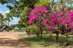 BOUGAINVILLIERS ET SCENE DE RUE DANS LE VILLAGE AMERINDIEN DE AWARA, RESERVE NATURELLE DE L'AMANA, COMMUNE DE MANA, GUYANE FRANCAISE, DEPARTEMENT-REGION D'OUTRE-MER, AMERIQUE DU SUD, FRANCE 