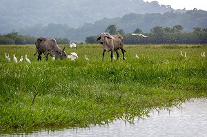 ELEVAGE DE ZEBUS ET GRANDES AIGRETTES BLANCHES, RESERVE NATURELLE DU MARAIS DE KAW, ROURA, GUYANE FRANCAISE, DEPARTEMENT-REGION D'OUTRE-MER, AMERIQUE DU SUD, FRANCE 