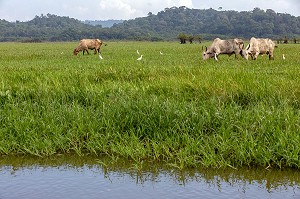 ELEVAGE DE ZEBUS ET GRANDES AIGRETTES BLANCHES, RESERVE NATURELLE DU MARAIS DE KAW, ROURA, GUYANE FRANCAISE, DEPARTEMENT-REGION D'OUTRE-MER, AMERIQUE DU SUD, FRANCE 