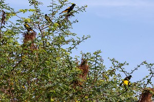 GROUPE DE CACIQUES CUL JAUNE, RESERVE NATURELLE DU MARAIS DE KAW, ROURA, GUYANE FRANCAISE, DEPARTEMENT-REGION D'OUTRE-MER, AMERIQUE DU SUD, FRANCE 