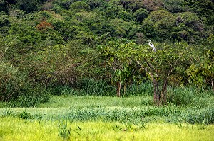 HERON COCOI OU GRAND GRIS, RESERVE NATURELLE DU MARAIS DE KAW, ROURA, GUYANE FRANCAISE, DEPARTEMENT-REGION D'OUTRE-MER, AMERIQUE DU SUD, FRANCE 