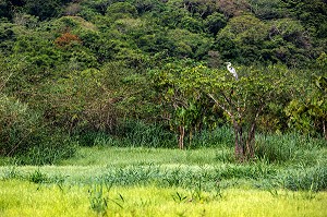 HERON COCOI OU GRAND GRIS, RESERVE NATURELLE DU MARAIS DE KAW, ROURA, GUYANE FRANCAISE, DEPARTEMENT-REGION D'OUTRE-MER, AMERIQUE DU SUD, FRANCE 