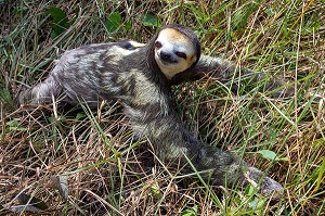 PARESSEUX A TROIS DOIGTS OU MOUTON PARESSEUX, ANIMAL LE PLUS LENT DE LA FORET, KAW, GUYANE FRANCAISE, DEPARTEMENT-REGION D'OUTRE-MER, AMERIQUE DU SUD, FRANCE 