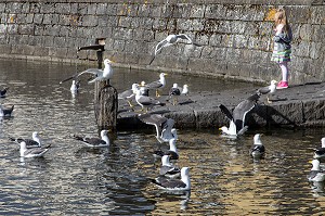 PETITE FILLE DONNANT A MANGER A DES MOUETTES SUR UN PONTON SUR LE LAC TJORNIN, REYKJAVIK, ISLANDE 