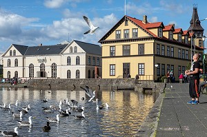 HOMME DONNANT A MANGER A DES MOUETTES SUR LE LAC TJORNIN PRES DU RESTAURANT IDNO REYKJAVIK, ISLANDE 