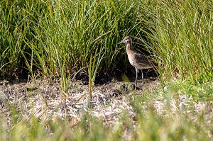 ESPECE D'OISEAU BECASSEAU VARIABLE, PRESQU'ILE VOLCANIQUE DE GRUNDARFJORDUR, PENINSULE DE SNAEFFELSNES, ARNARSTAPI, ISLANDE 