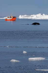 BATEAU D'OBSERVATION TOURISTIQUE DES ICEBERGS ET DES BALEINES, FJORD DE GLACE DE SERMERMIUT, ILULISSAT GROENLAND, DANEMARK 