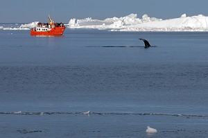 BATEAU D'OBSERVATION TOURISTIQUE DES ICEBERGS ET DES BALEINES, FJORD DE GLACE DE SERMERMIUT, ILULISSAT GROENLAND, DANEMARK 