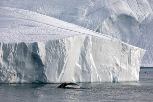 BALEINE DEVANT LES ICEBERGS DU FJORD DE GLACE DE SERMERMIUT, ILULISSAT GROENLAND, DANEMARK 