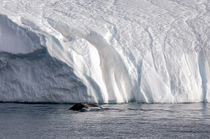 BALEINE DEVANT LES ICEBERGS DU FJORD DE GLACE DE SERMERMIUT, ILULISSAT GROENLAND, DANEMARK 