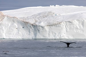 BALEINE DEVANT LES ICEBERGS DU FJORD DE GLACE DE SERMERMIUT, ILULISSAT GROENLAND, DANEMARK 